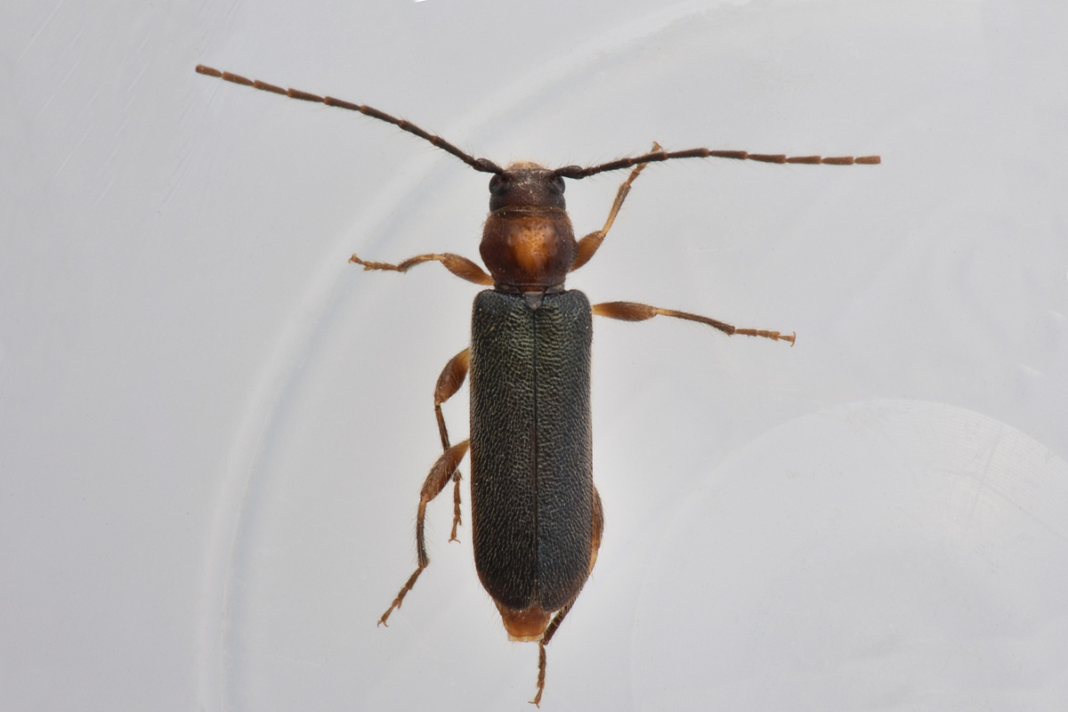 Cerambycidae in accoppiamento:  Poecilium lividum